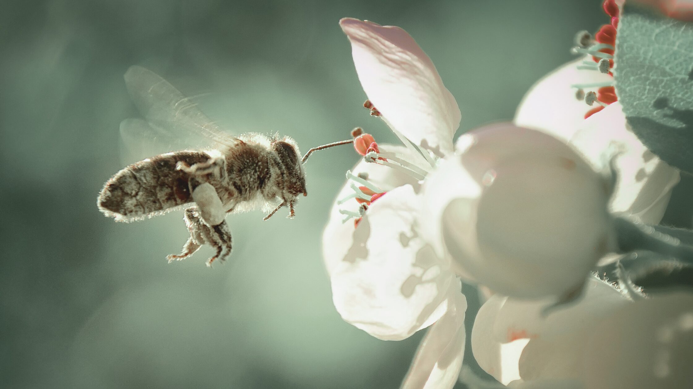 The Generator in Human Design: Understanding Your Open, Enveloping Energy