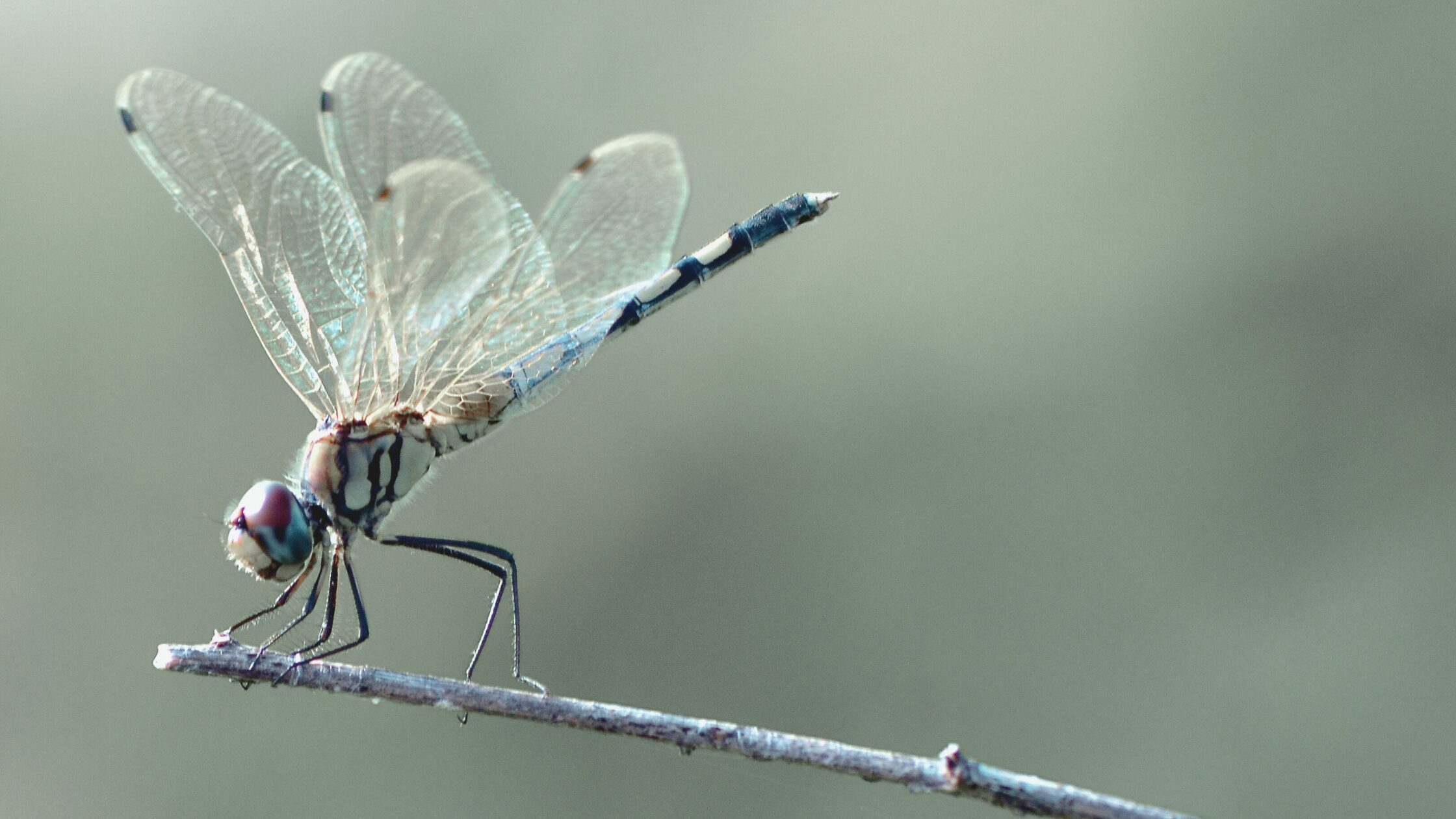 The Manifestor in Human Design: The Power You Were Never Taught to Trust