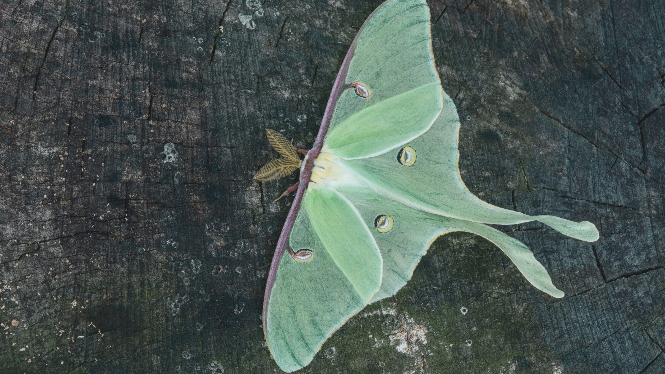 The Reflector in Human Design: Walking Medicine in a World That Doesn’t Know It Needs You