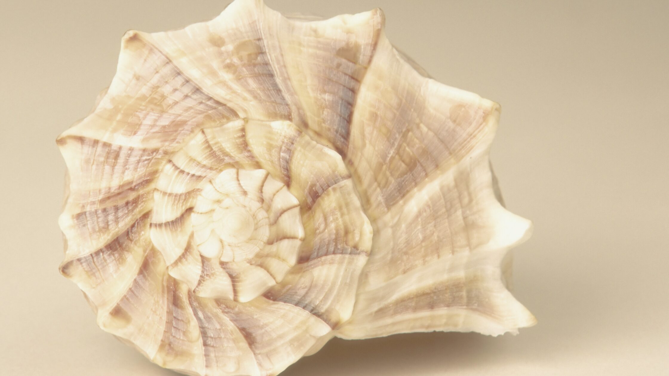 The Ajna Center in Human Design: What It Means in Your Chart